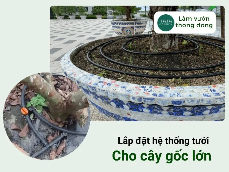 Lắp đặt hệ thống tưới cho cây gốc lớn