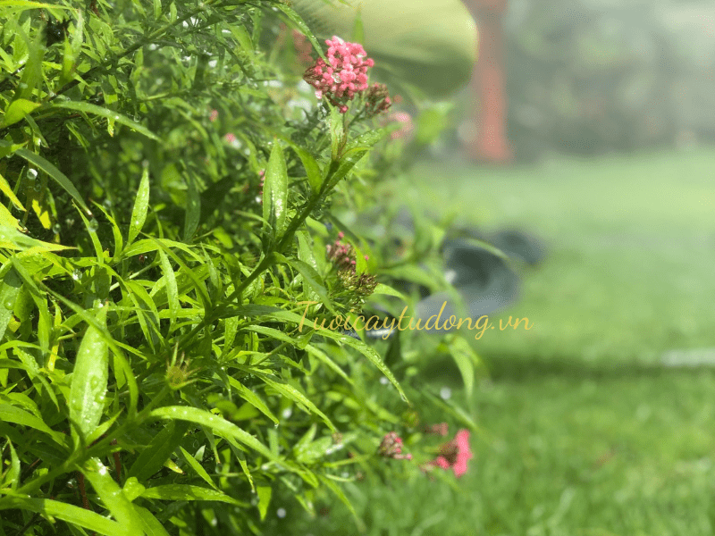 cách lắp đặt hệ thống tưới phun mưa