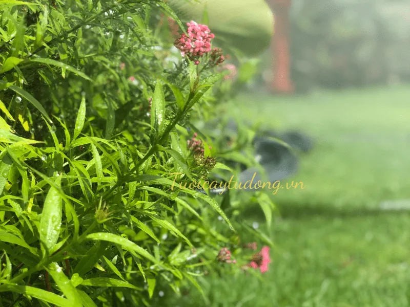 cách lắp đặt hệ thống tưới phun mưa