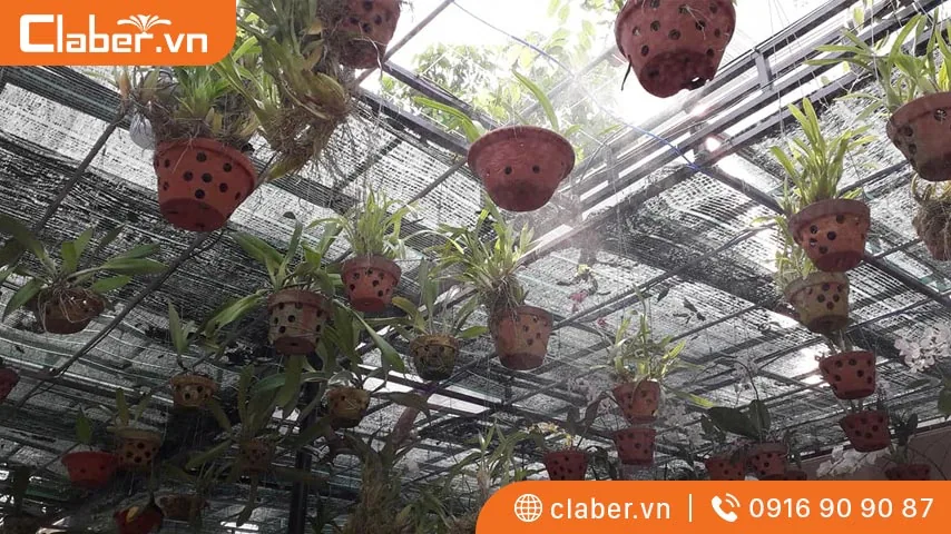 Kinh nghiệm chăm sóc vườn cây trên mái với thiết bị tưới phun sương