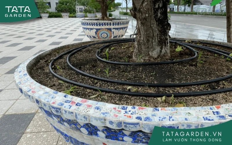 Sử dụng dây tưới nhỏ giọt quanh gốc cây lớn