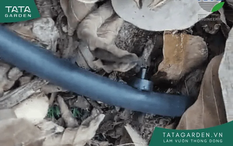 Lắp béc tưới nhỏ giọt trực tiếp vào dây tưới