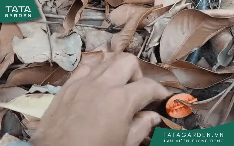 Lắp đặt thêm van nước ở mỗi gốc để dễ dàng điều chỉnh lưu lượng nước tưới cho từng gốc