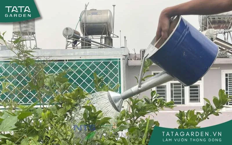 Sử dụng xoa tưới nước cho sân vườn