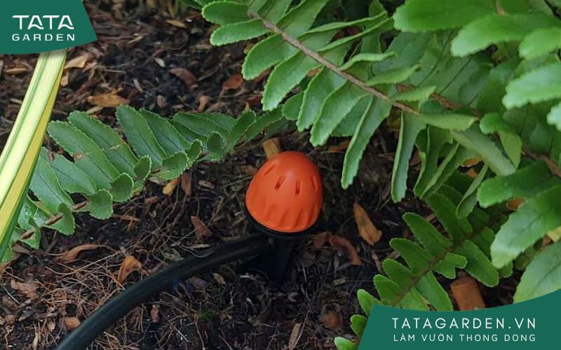 Lắp mẫu béc tưới 8 tia chân cắm