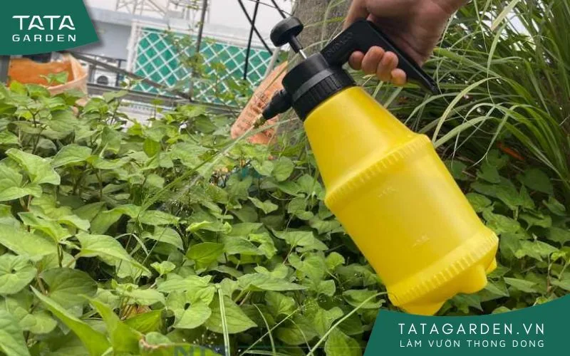 Sử dụng bình xịt nước cầm tay