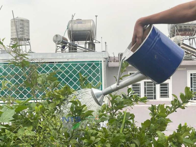 Hướng dẫn cách tưới nước cho cây trồng phát triển tốt nhất