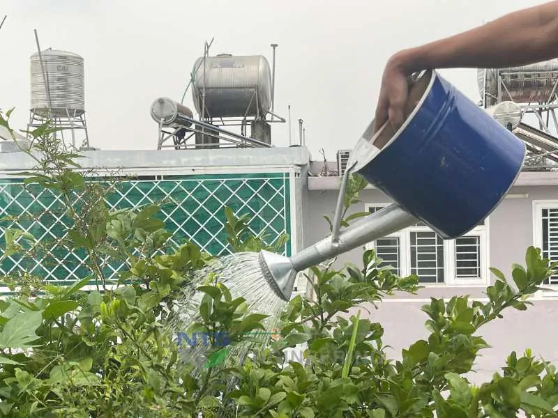 Hướng dẫn cách tưới nước cho cây trồng phát triển tốt nhất
