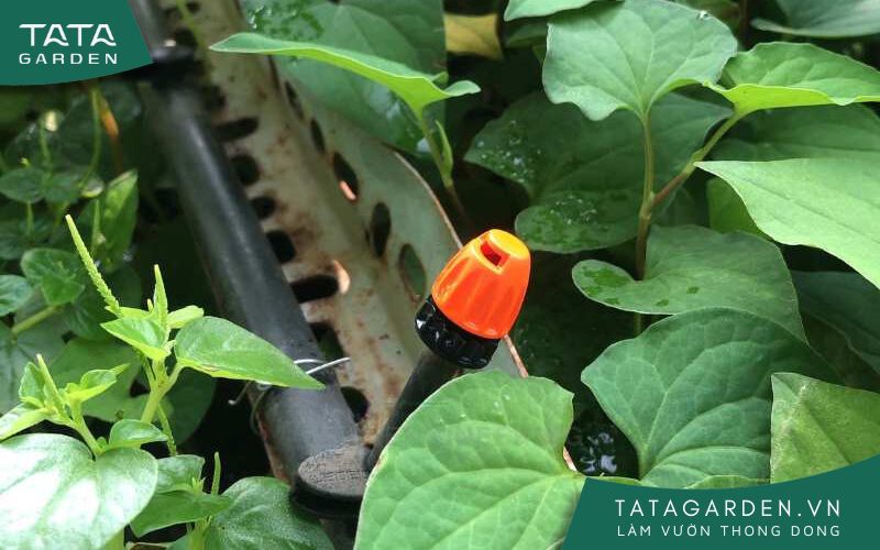 Mẫu béc phun mưa tưới rau 90 độ