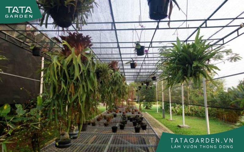 Tưới phun sương cho hoa lan