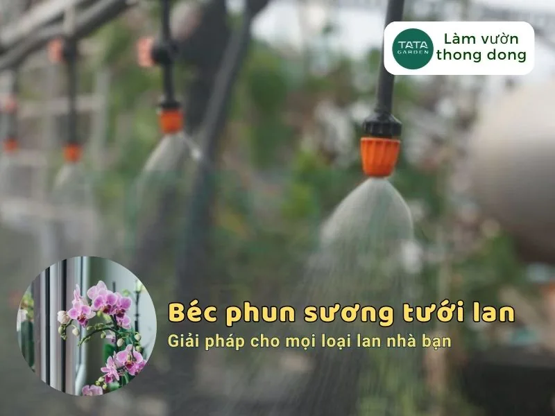 Béc tưới phun sương tưới lan – Giải pháp cho mọi loại lan nhà bạn
