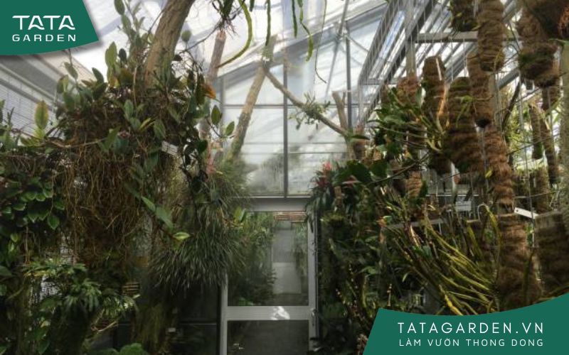 Phun sương tưới lan