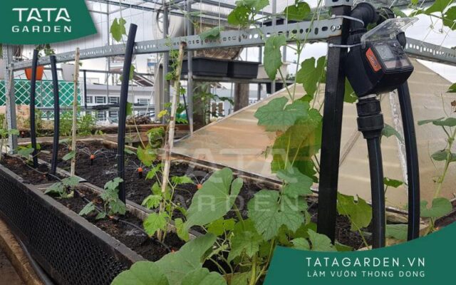 Hệ thống tưới nước cho cây