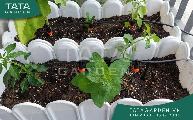 Tưới cây bằng đầu tưới nhỏ giọt Claber.