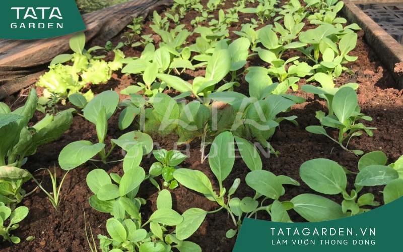 Tưới cây vào buổi sáng sớm, lúc nắng nhẹ là tốt nhất để cây quang hợp.