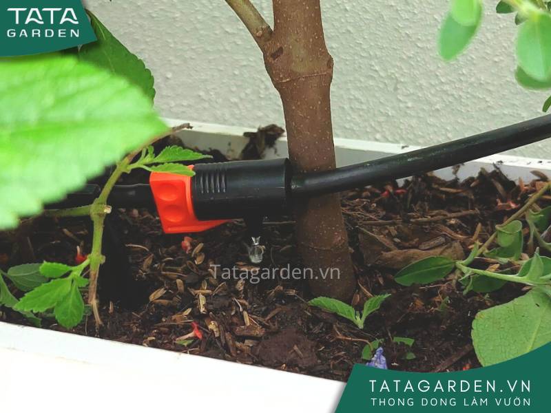 Béc tưới nhỏ giọt giữa dòng đang hoạt động