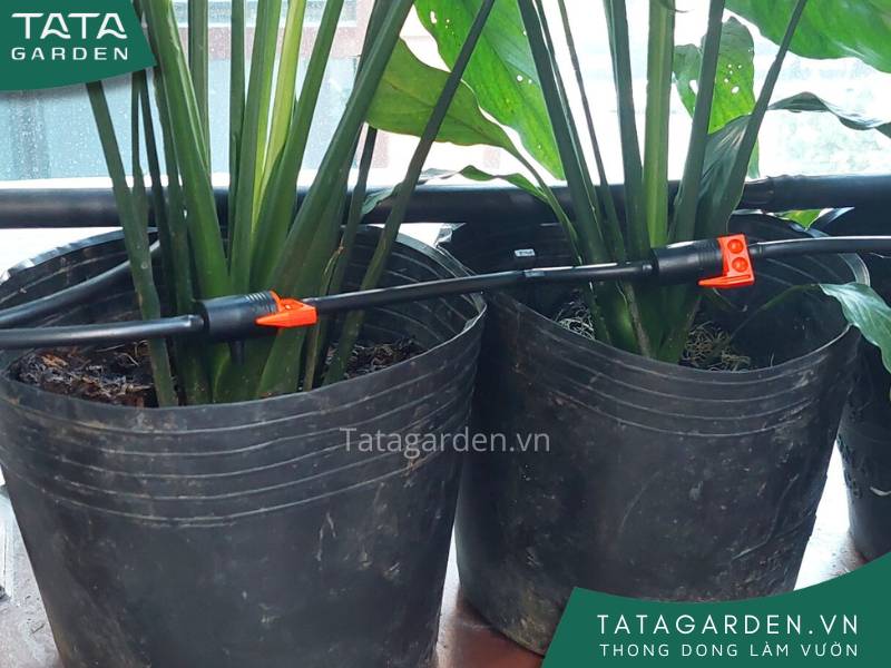 Các béc tưới được nối liên tiếp nhau