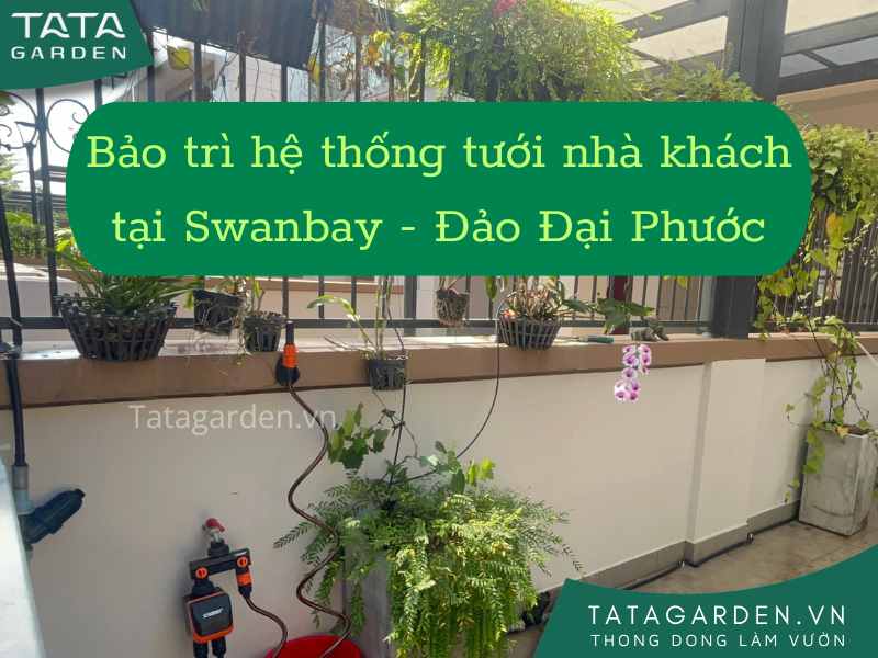Bảo trì hệ thống tưới tự động sân vườn Swan Bay - Đồng Nai