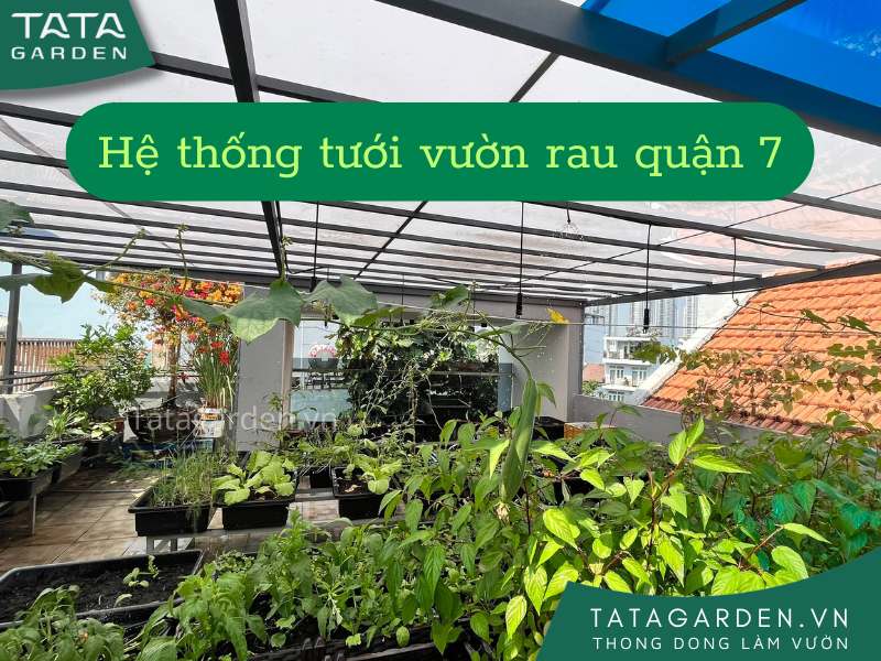 Hệ thống tưới phun sương cho vườn rau tại quận 7