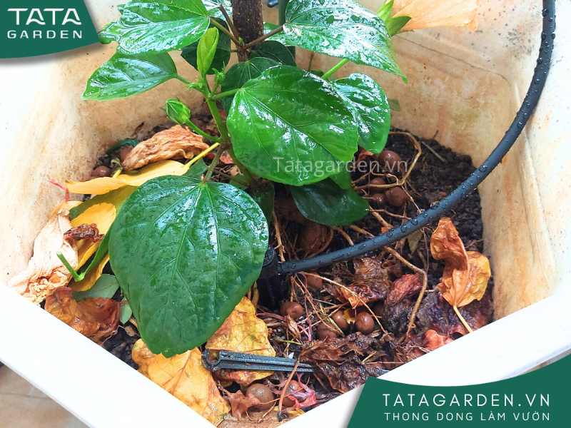 Hệ thống tưới nước tự động ban công