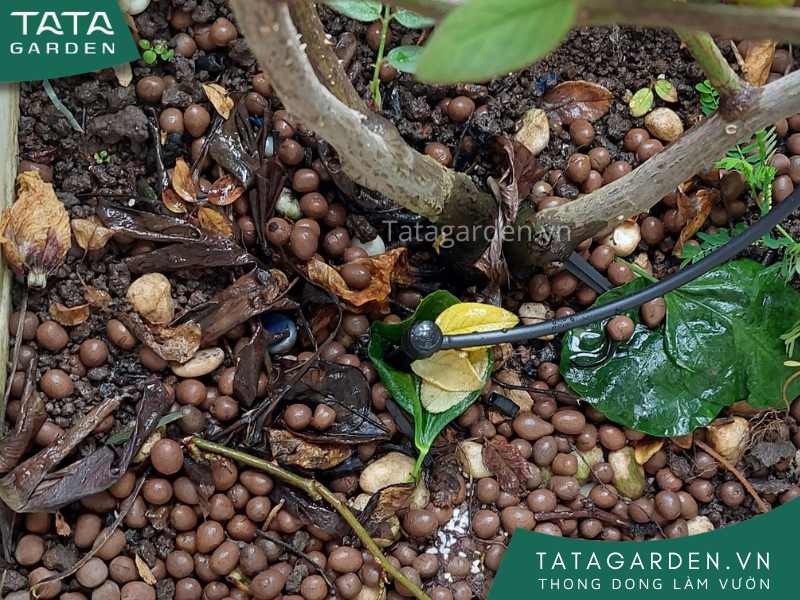 Lắp béc tưới cây cho hệ thống tưới nước tự động