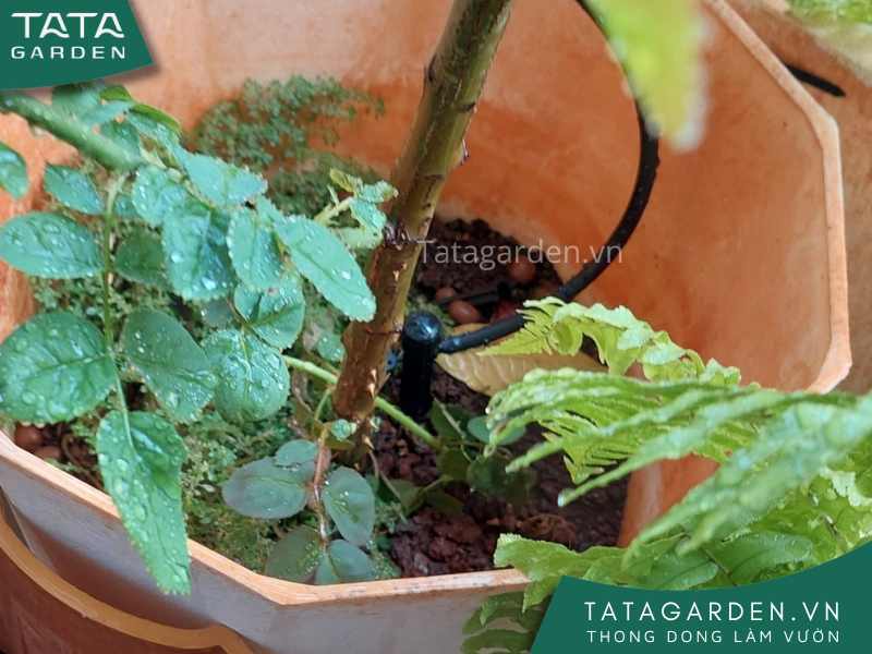 Lắp đặt hệ thống tưới cây tự động