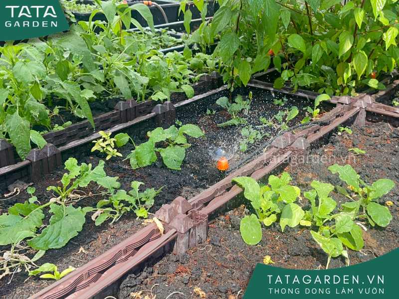 Béc tưới phun sương chân cắm trong hệ thống tưới cây tự động