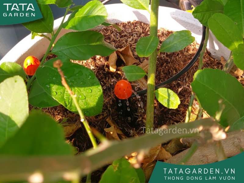 Lắp đặt béc tưới 8 tia chân cắm cho chậu cây