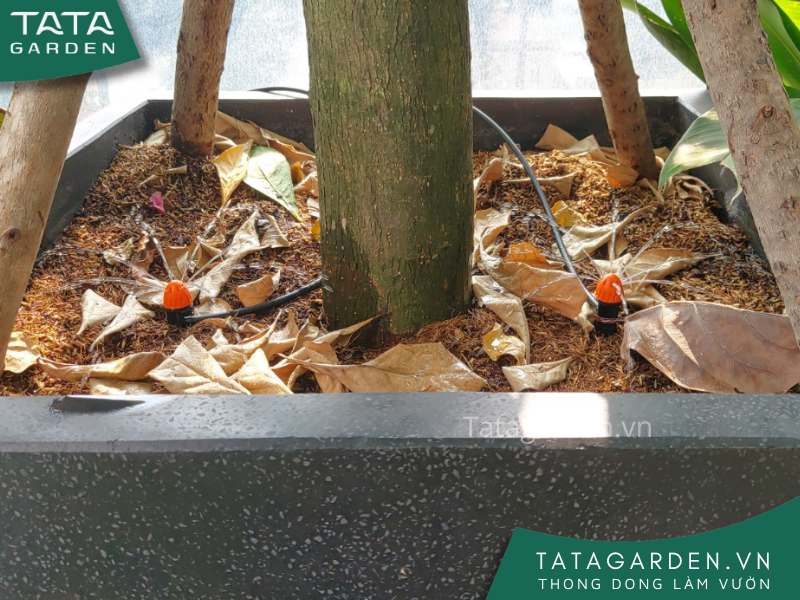 Béc tưới 8 tia chân cắm được sử dụng trong hệ thống tưới cây tự động. Đẹp mắt, hiệu quả