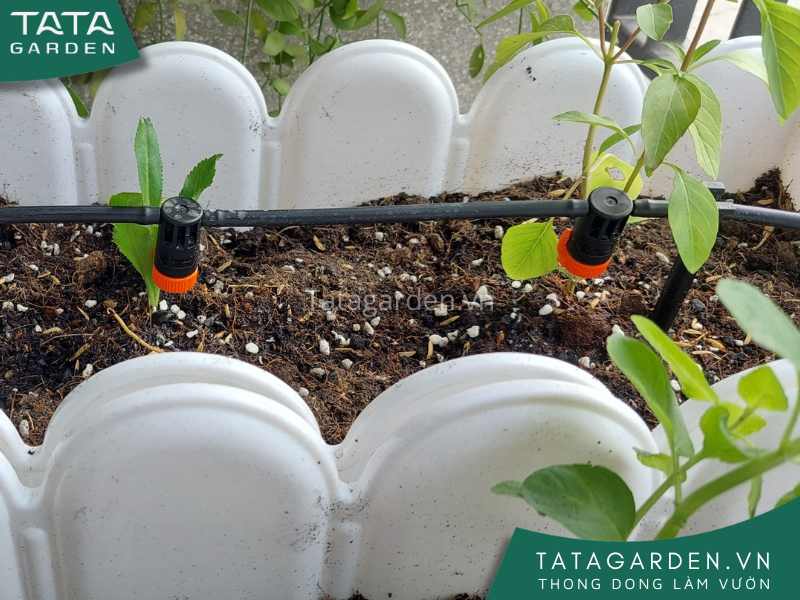 Lắp đặt các béc tưới nhỏ giọt cho bồn cây