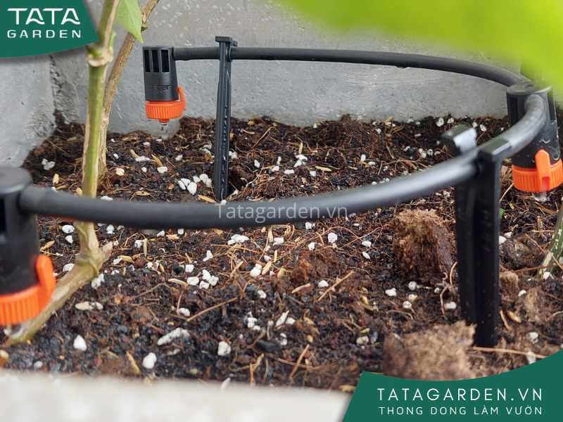 Lắp đặt hệ thống tưới tự động với các béc tưới nhỏ giọt cho bồn cây