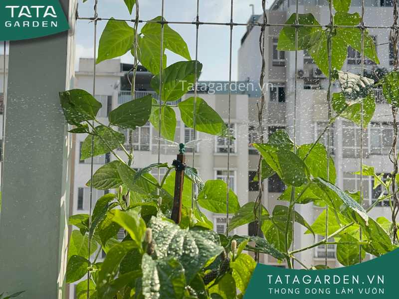 Lắp đặt béc tưới phun mưa hình cánh bướm cho vị trí trồng cây bụi