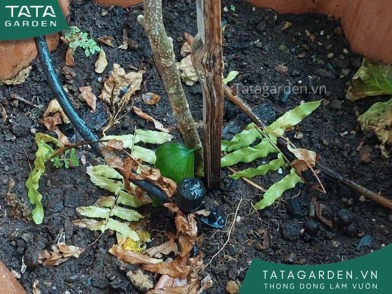 Thi công hệ thống tưới tự động cho bồn hoa tại nhà phố quận 8