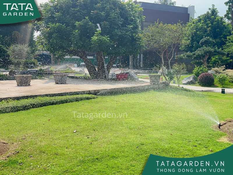 Hệ thống tưới tự động đang làm việc