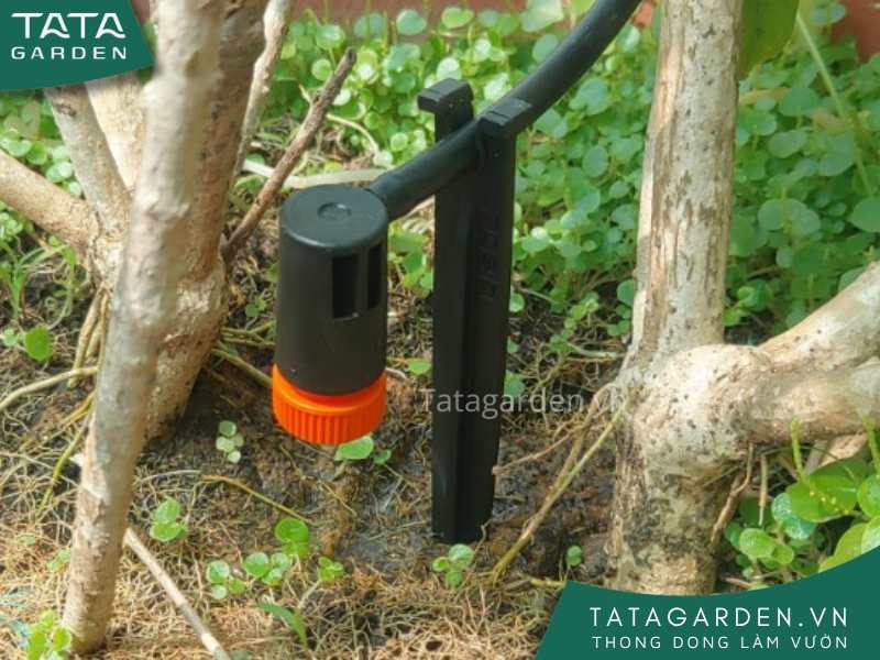 Lắp đặt hệ thống tưới cây tự động với béc tưới nhỏ giọt tại quận Tân Phú