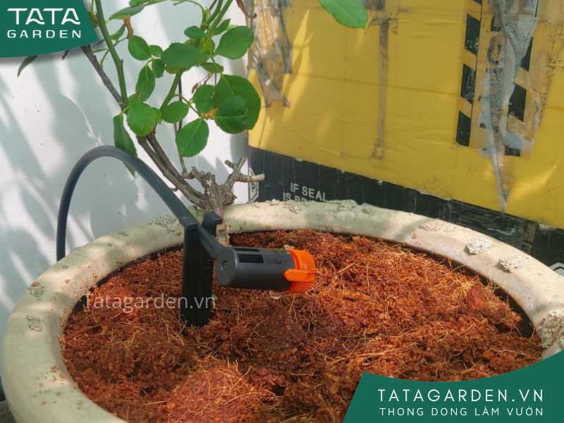 Lắp béc tưới nhỏ giọt cuối dòng cho hệ thống tưới cây tự động