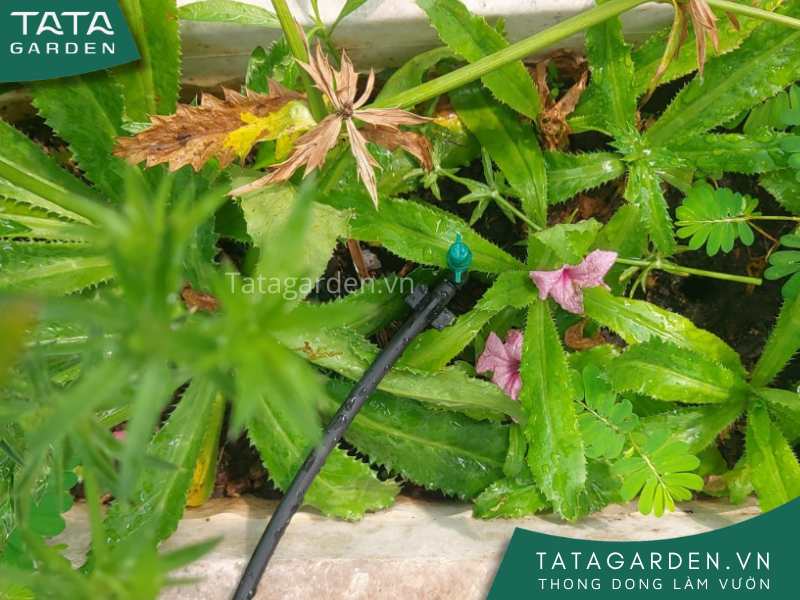 Béc tưới phun mưa hình cánh bướm của hệ thống tưới tự động quận Tân Phú sau lắp dặt