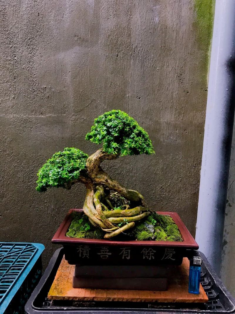 Cây bonsai mini để bàn