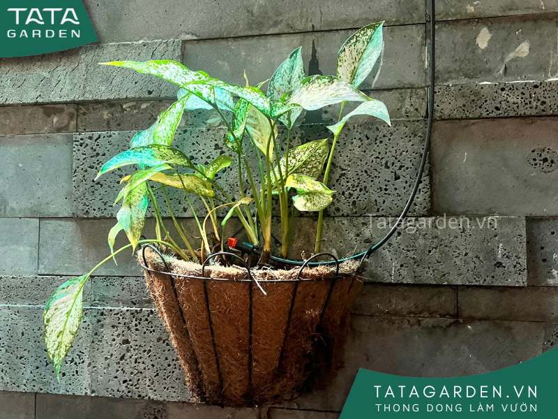 Lắp đặt béc tưới nhỏ giọt cho các chậu nhỏ, riêng lẻ