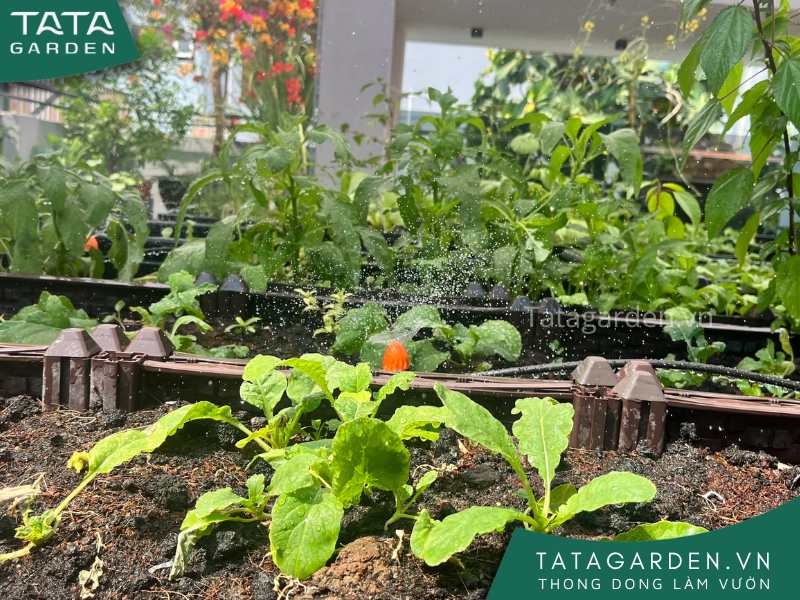 Béc tưới phun sương trong hệ thống tưới cây tự động sẽ vừa tưới nước, vừa làm cho cây