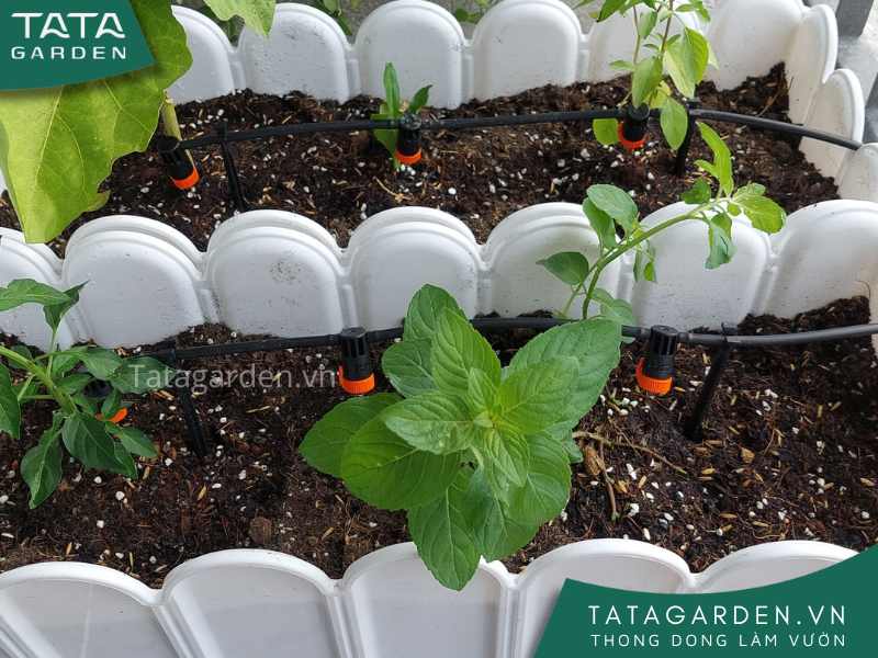 Lắp đặt hệ thống tưới tự động ban công