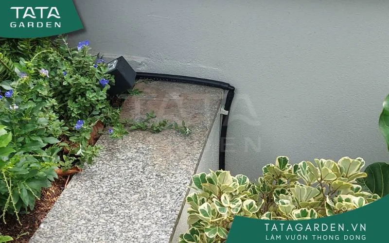 Lắp đặt dây tưới sát vào thành bồn cây