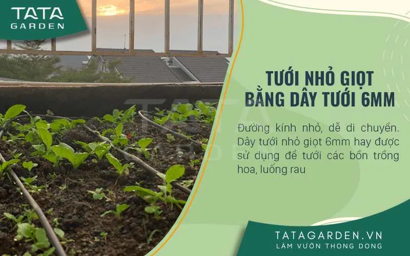 Tưới nhỏ giọt bằng dây tưới 6mm