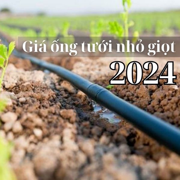 gia-ong-tuoi-nho-giot