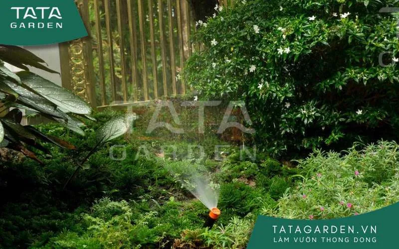 Đầu phun được lắp với góc nghiêng thích hợp để tưới toàn bộ rặng cây.