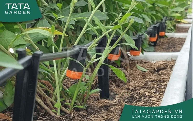 Hệ thống tưới cây nhỏ giọt
