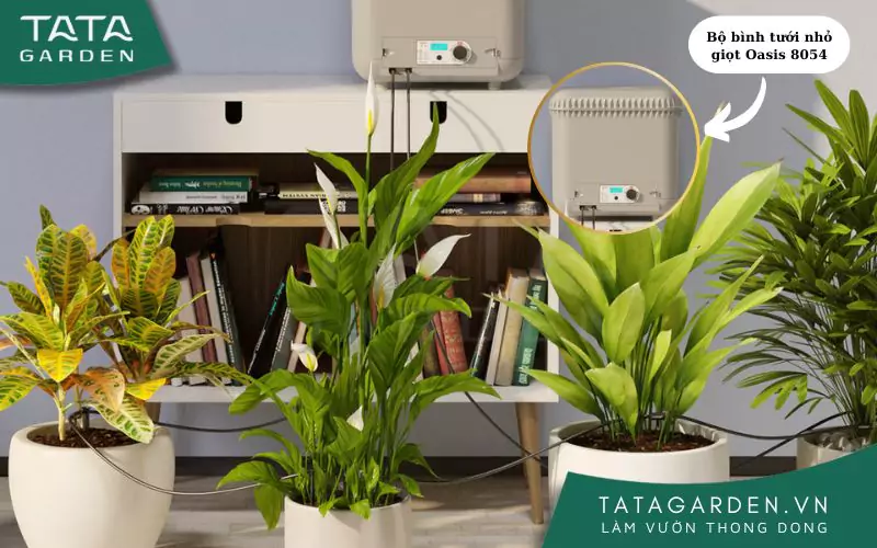 bo-binh-tuoi-nho-giot