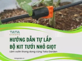 Hướng dẫn tự lắp bộ KIT tưới nhỏ giọt tại nhà