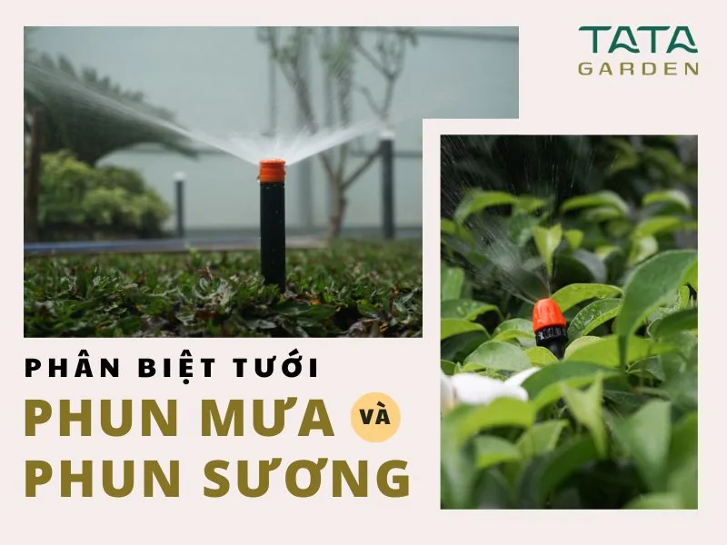 Phân biệt hệ thống tưới phun mưa và phun sương