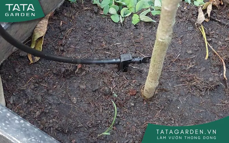 bec-tuoi-nho-giot-tuoi-cay-2bec-tuoi-nho-giot-tuoi-cay-2